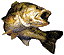 fish icon